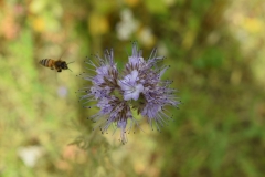 Biene-im-Anflug-an-eine-Phaceliablüte-min