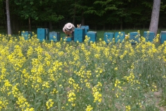 Bienenkontrolle-am-Rapsfeld-min