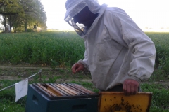 Bienenkontrolle-der-Raps-beginnt-gerade-zu-blühen-min