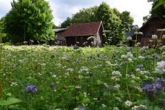 Blühwiese-Sommer-2018