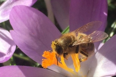 Krokus-wichtiger-Pollenlieferant-im-Frühjahr