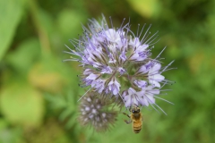 Phacelia-Nahaufnahme