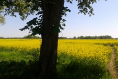 Rapsfeld-in-voller-Blüte-2016