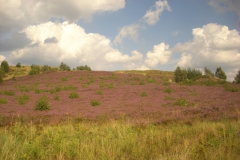 blühende-Heide-min