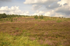 blühende-Heide